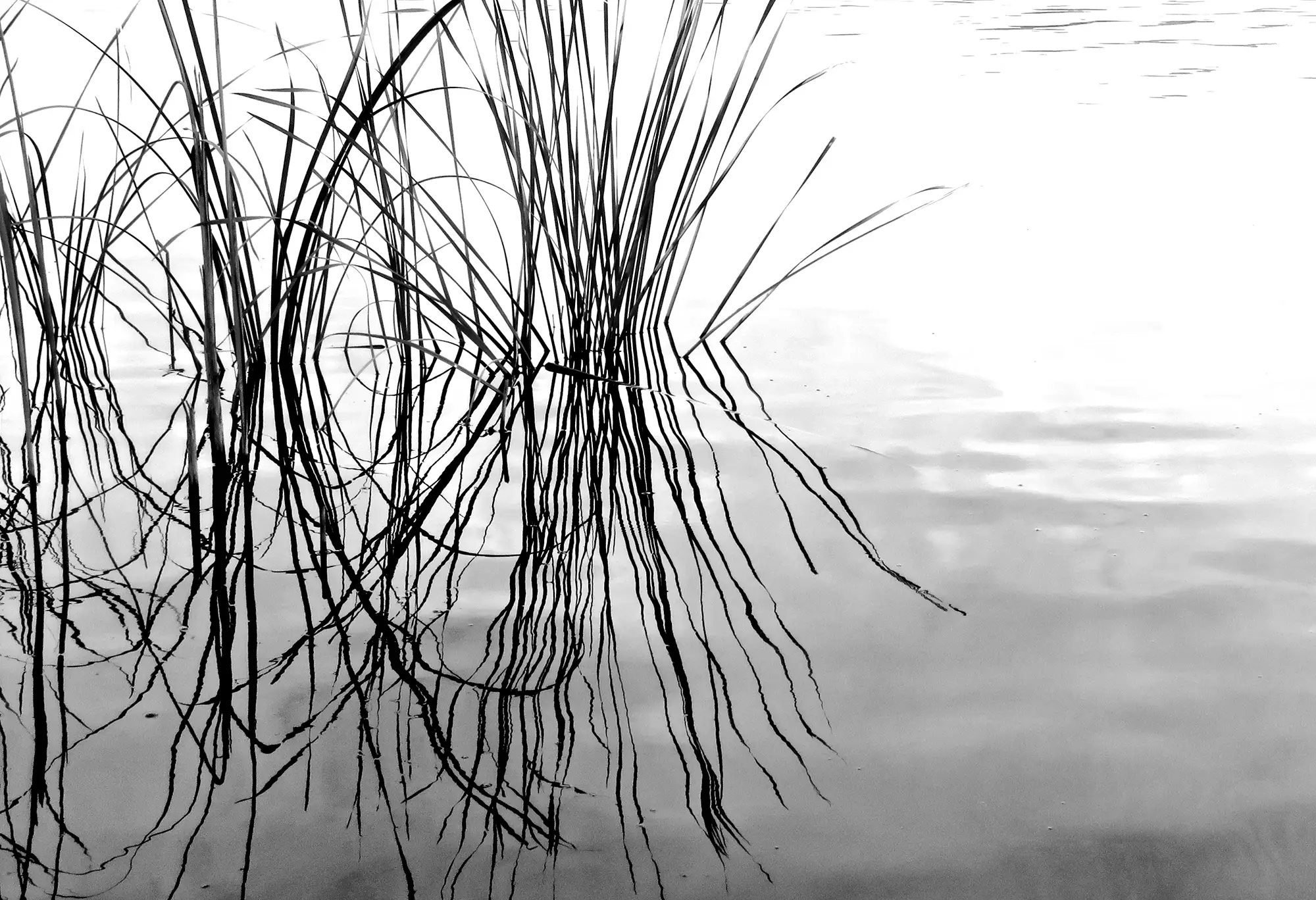 black and white photo by Anne Spudvilas