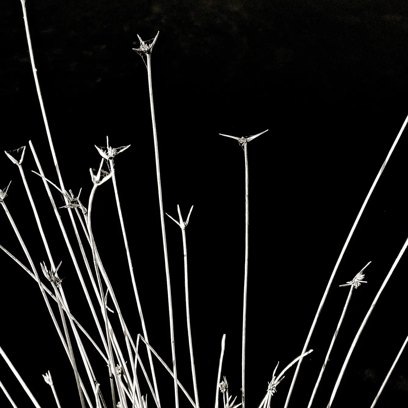 Black and white photograph