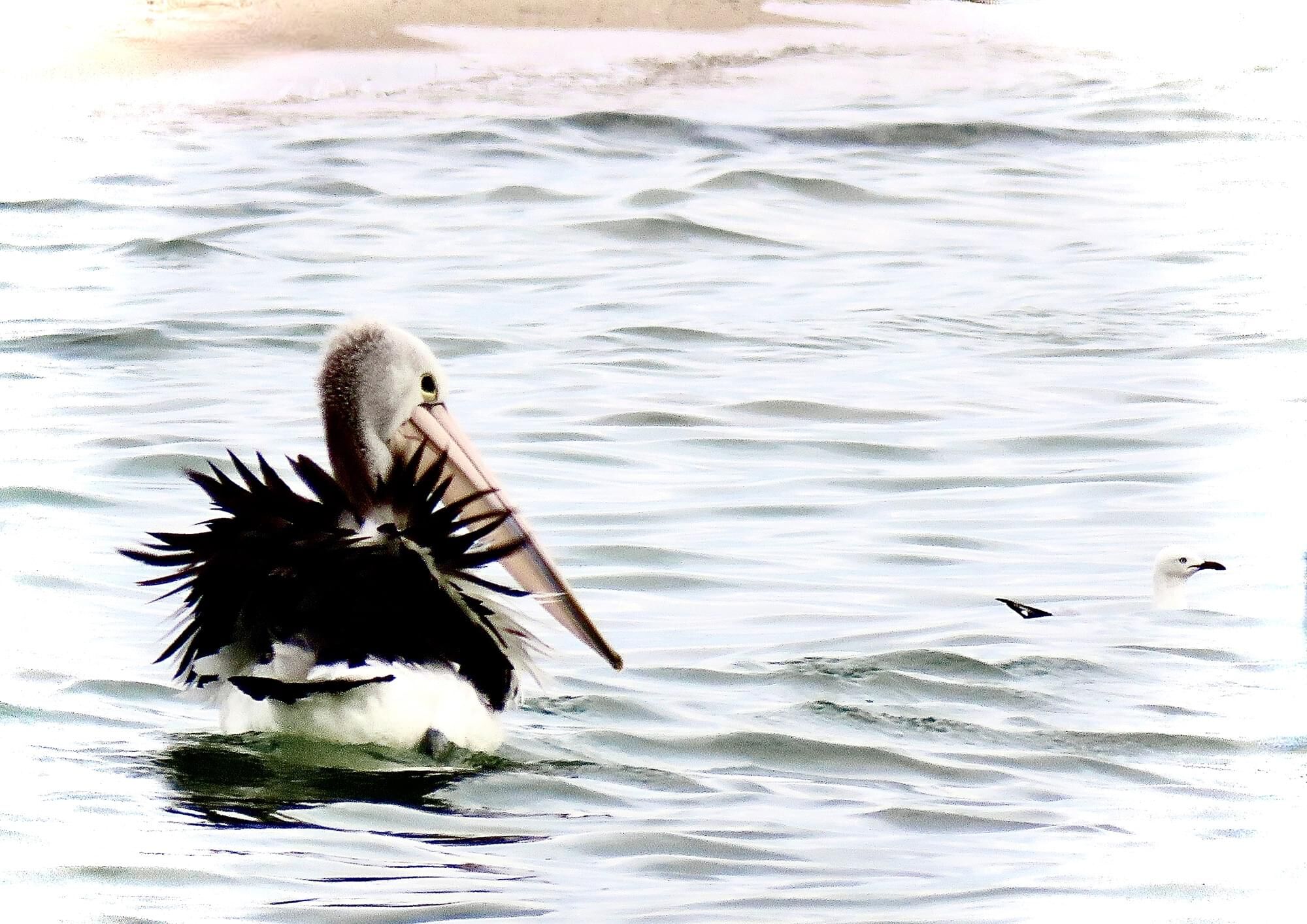 pelican at st. leonards