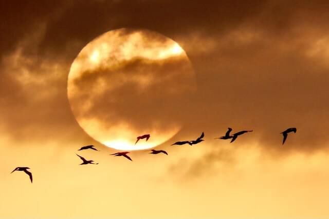 Gannets in flight