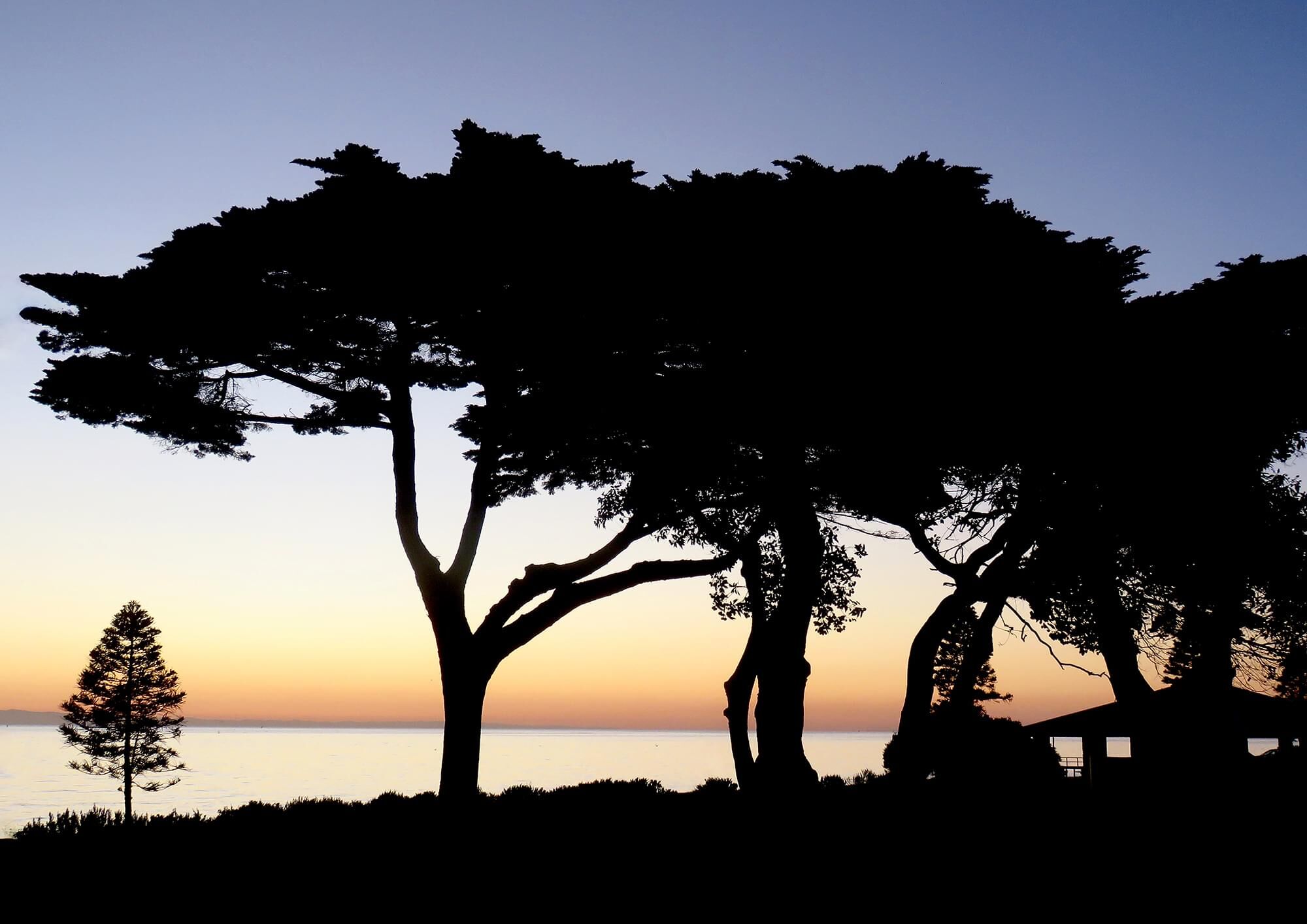 Indented Head silhouette