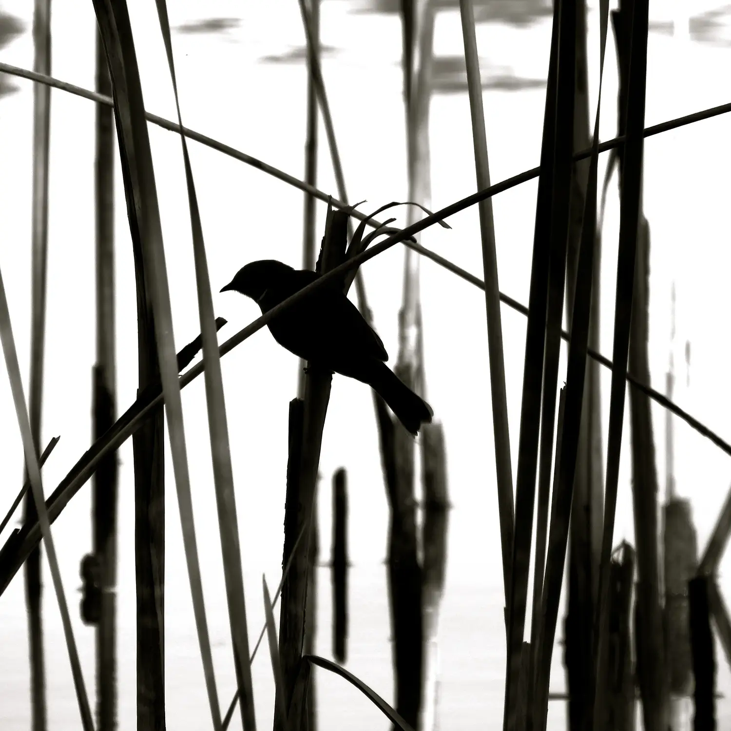 black and white photo by Anne Spudvilas