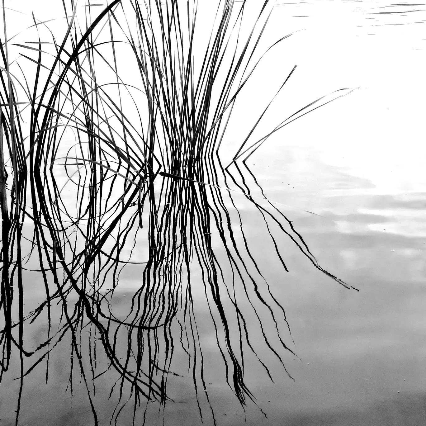 black and white photo by Anne Spudvilas