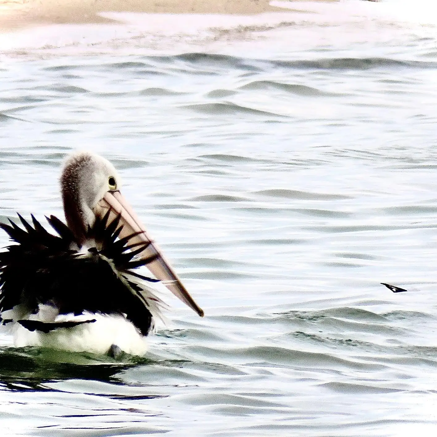 pelican at st. leonards