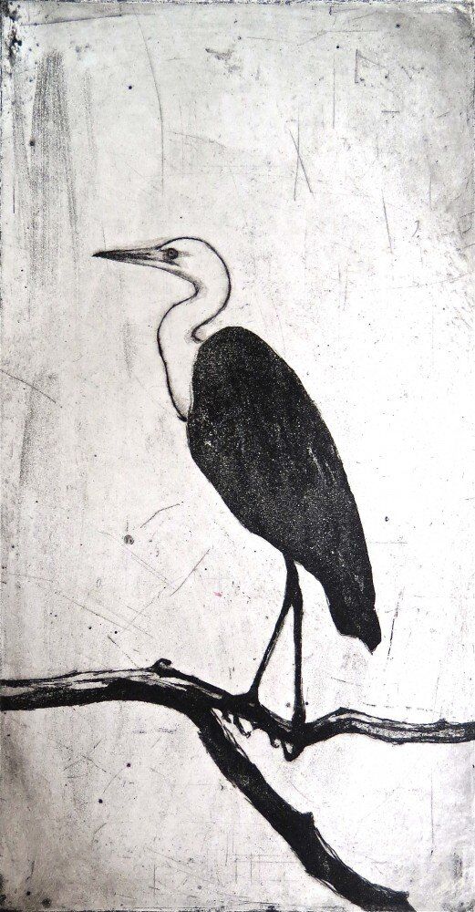 White-necked heron ll