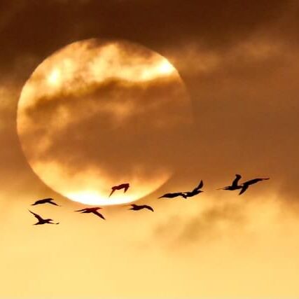 Gannets in flight