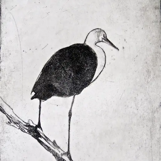 White-necked heron l