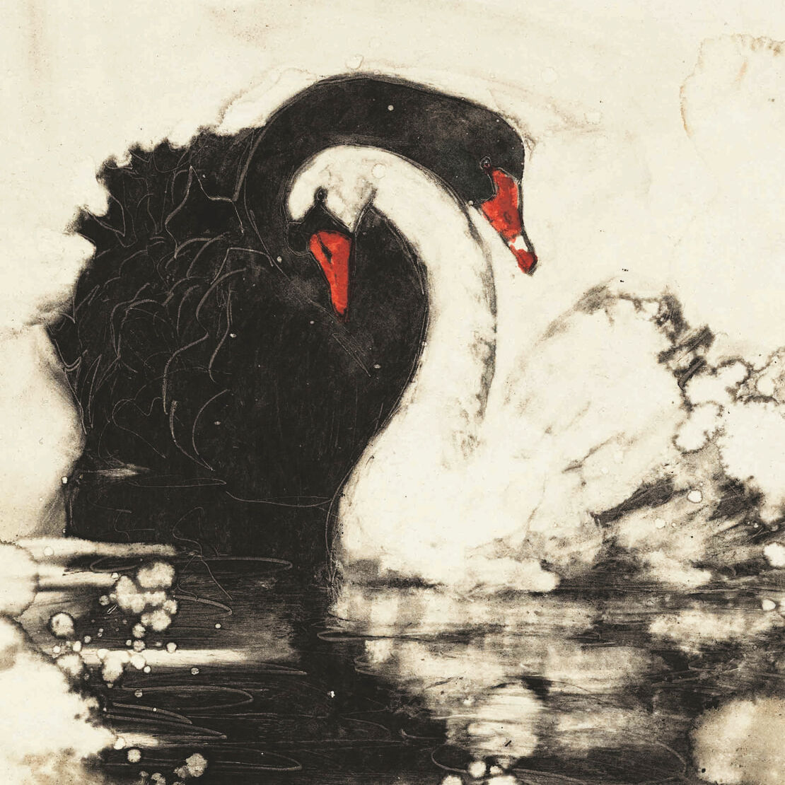 black and white swans