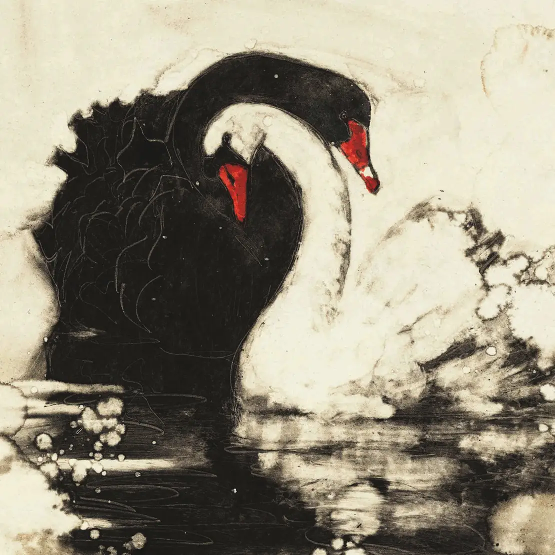 black and white swans
