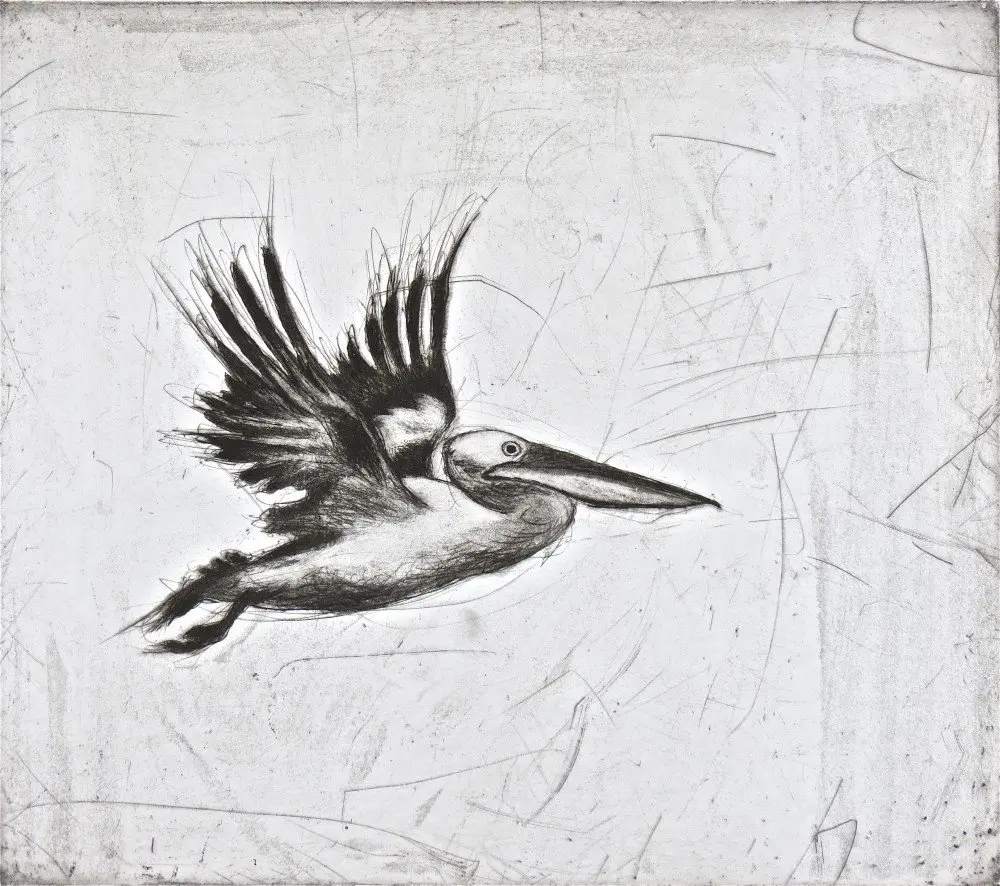 Pelican on the Murray l