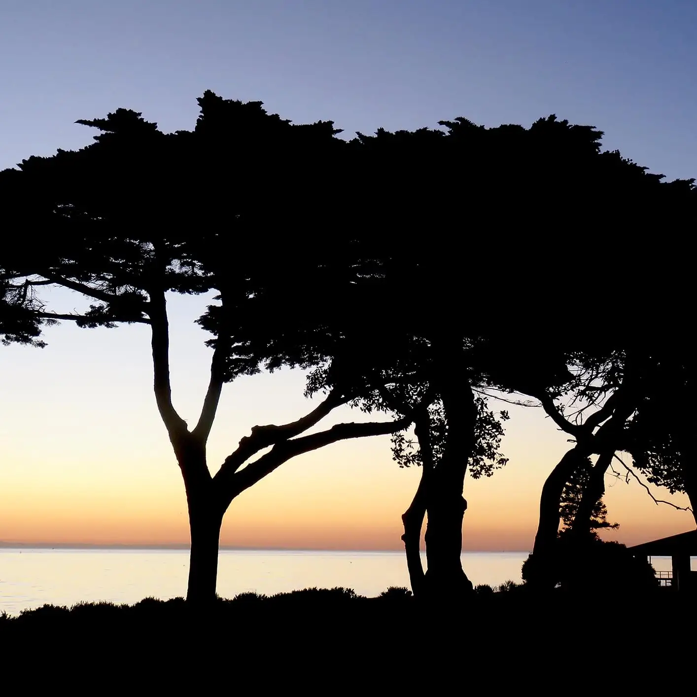Indented Head silhouette
