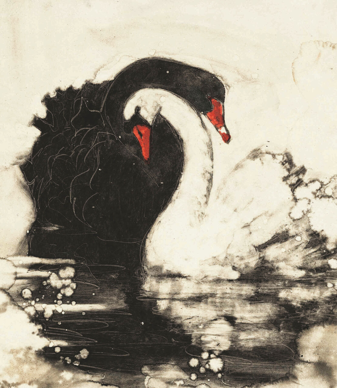 black and white swans