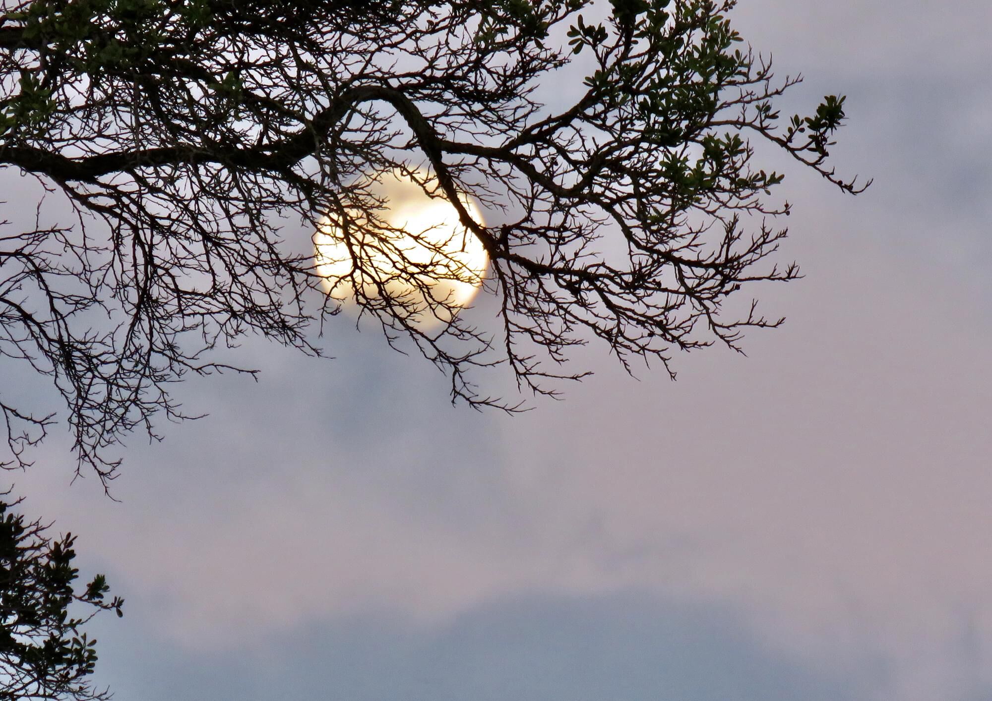 Moon over the Bay