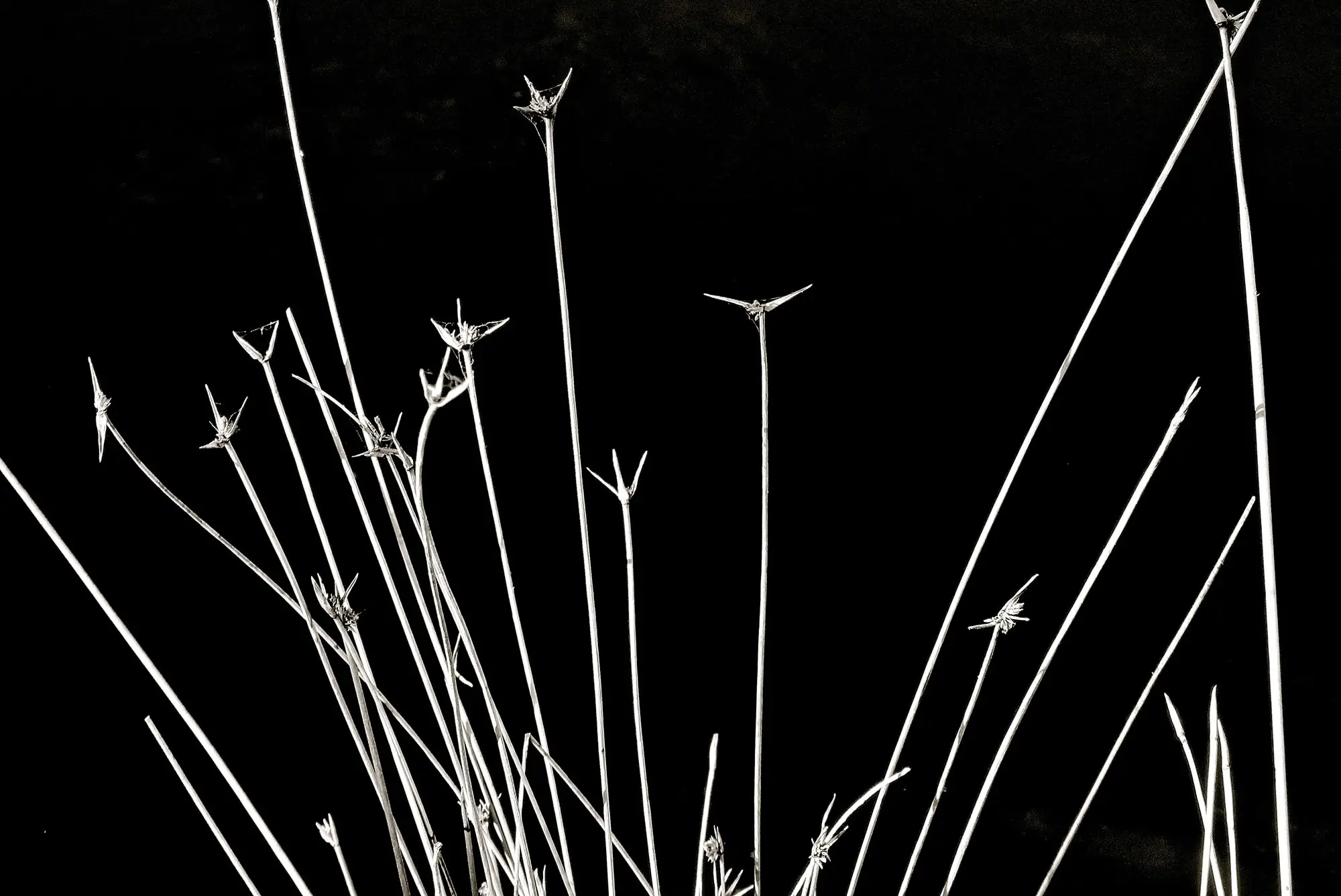 Black and white photograph