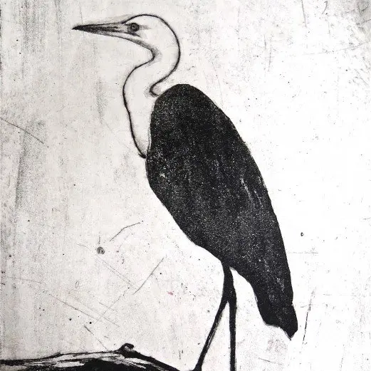 White-necked heron ll