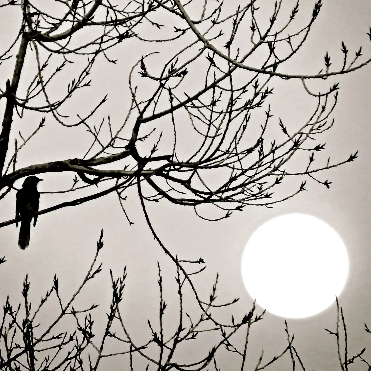 Digital black and white photograph