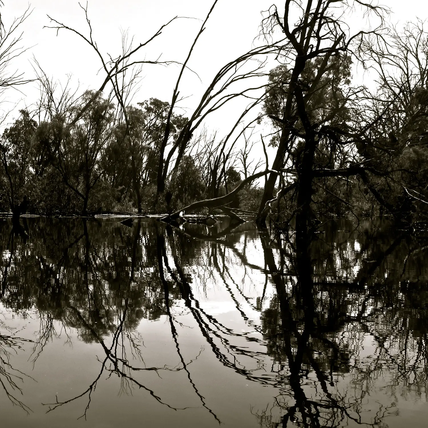 Digital black and white photograph