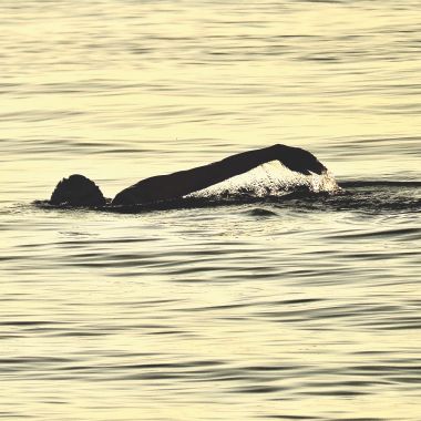 colour digital image of a sole swimmer in morning light