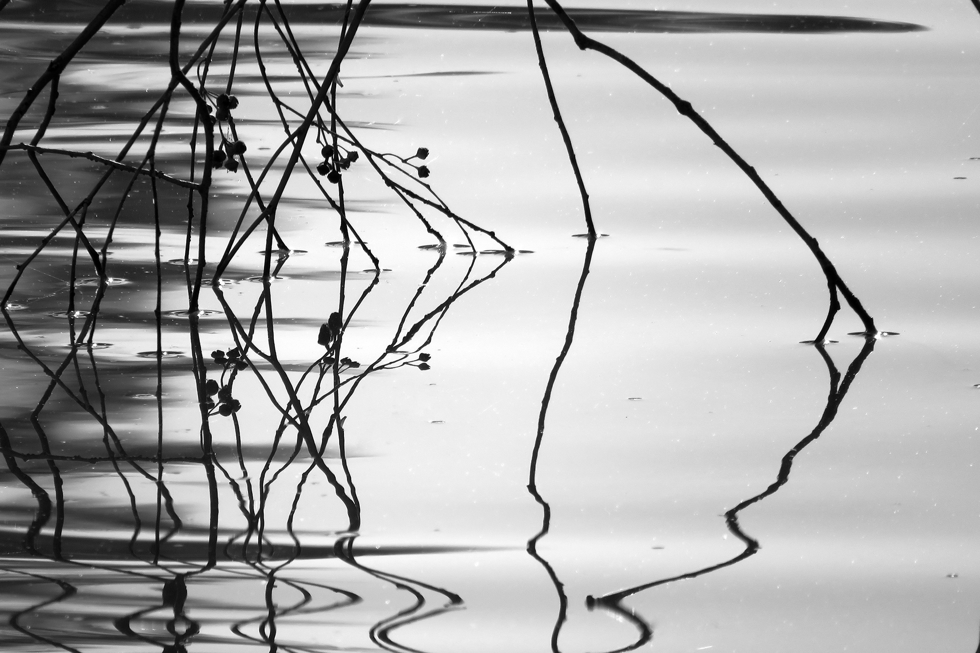 Black and white water and reed photograph featured by Anne Spudvilas