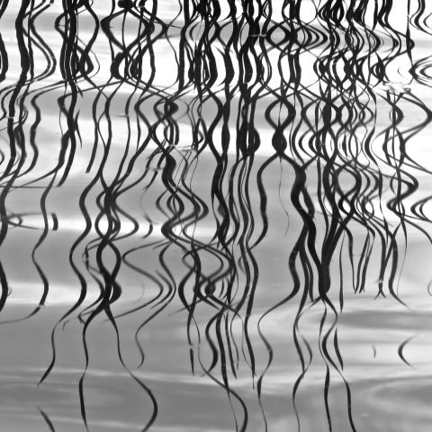 black and white photo of river reflections by Anne Spudvilas